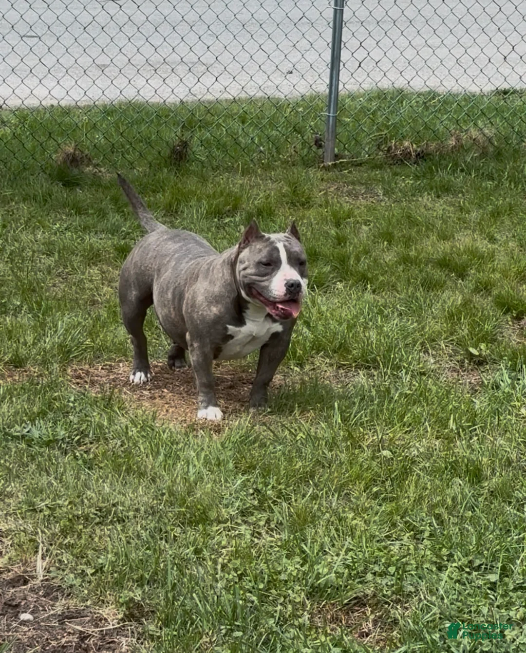 American Bully dogs for sale: Bliss  - Ad 5
