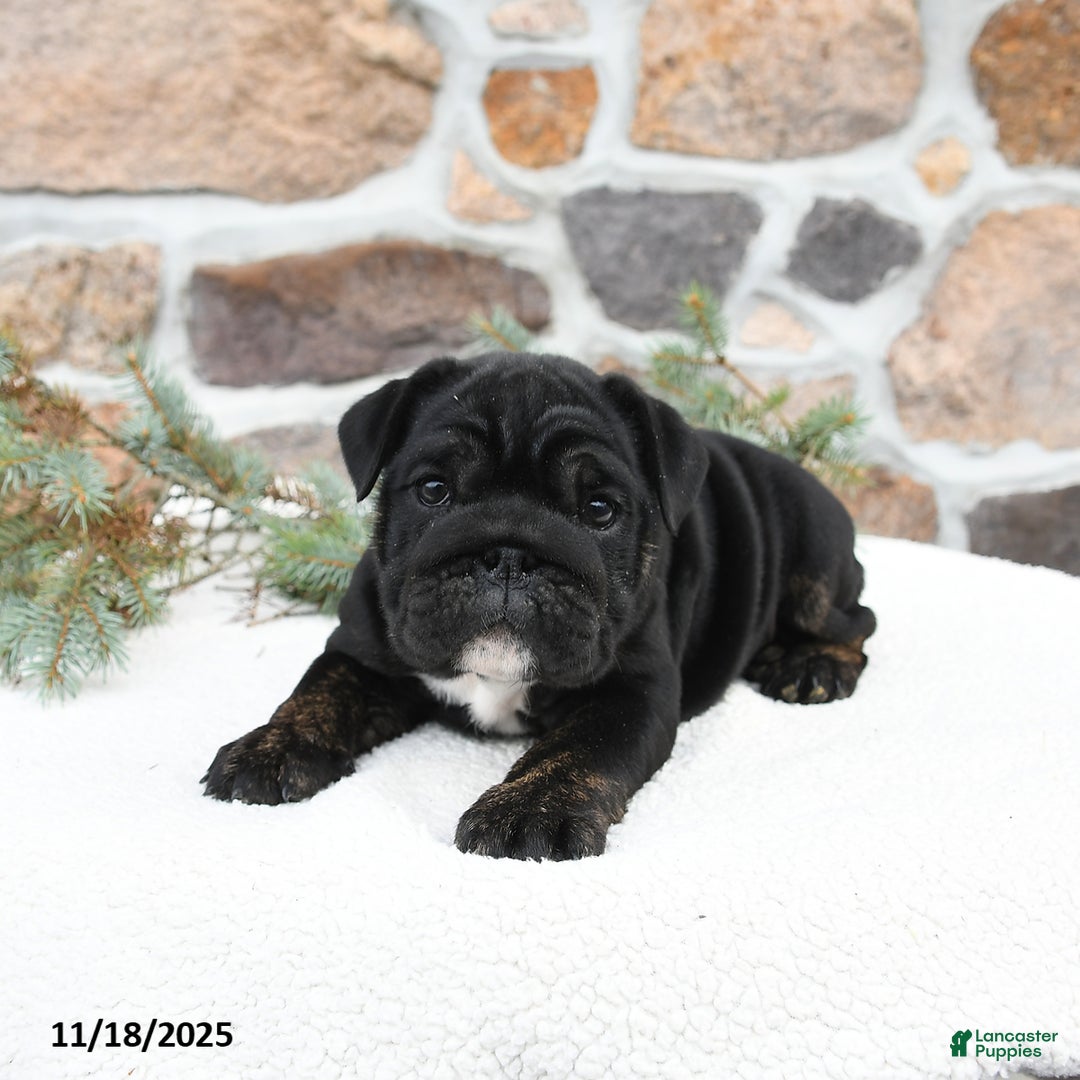 English Bulldog dogs for sale: Bonnie - Ad 2