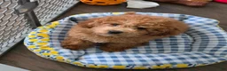 Cavapoo dogs for sale: Cosmo - Ad 6