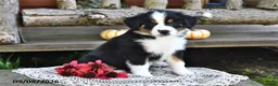 Mixed Breed dogs for sale: Roxie - Ad 5