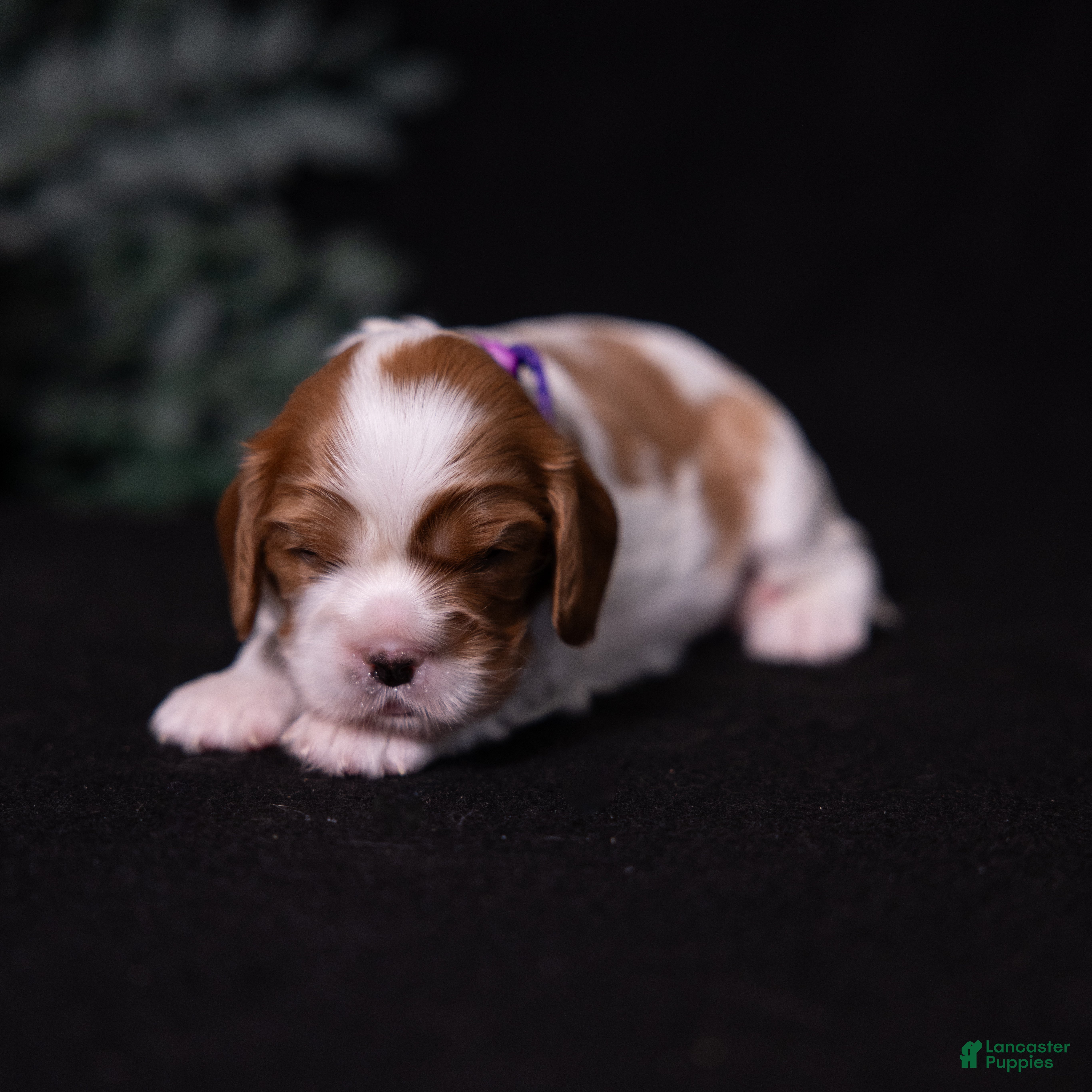 Cavalier King Charles Spaniel dogs Cherish - Ad 2