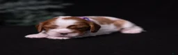 Cavalier King Charles Spaniel dogs for sale: Cherish - Ad 2