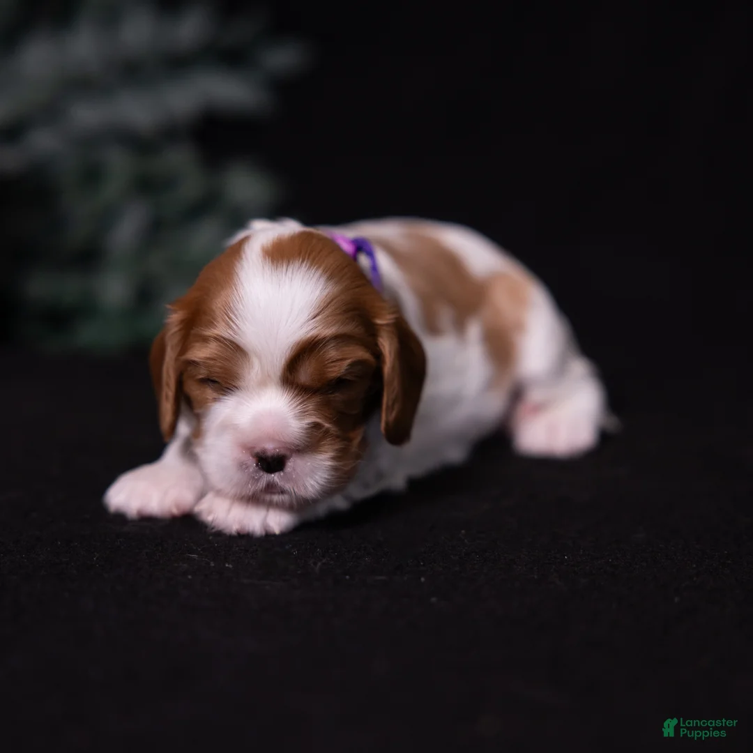 Cavalier King Charles Spaniel dogs for sale: Cherish - Ad 2