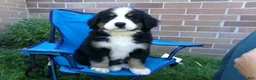 Bernese Mountain Dog dogs for sale: Tea Cup - Ad 5
