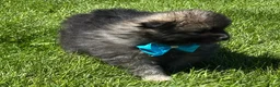 Pomeranian dogs for sale: Mystery - Ad 8