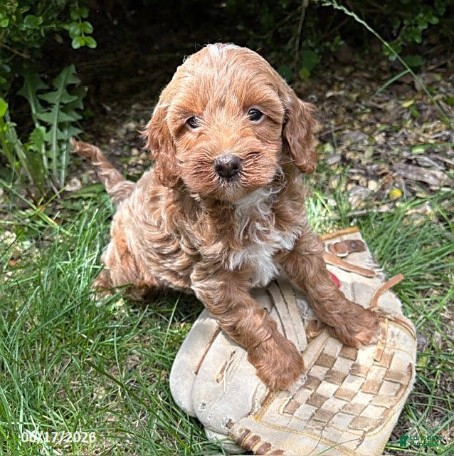 Mini Goldendoodle dogs Bella - Ad 1