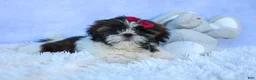 Shih Tzu dogs for sale: RACHEL - Ad 19