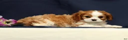 Cavalier King Charles Spaniel dogs for sale: Duke - Ad 3
