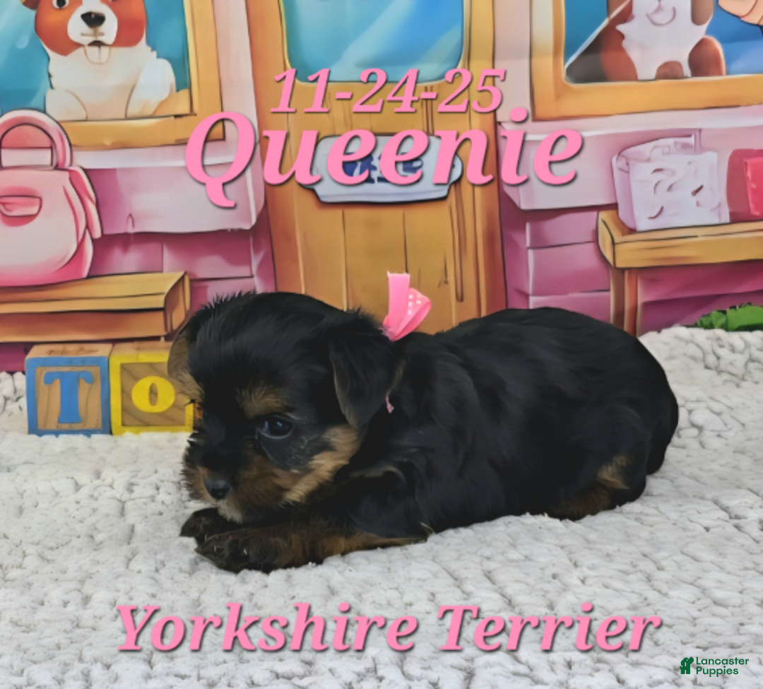 Yorkshire Terrier dogs for sale: Queenie - Ad 2