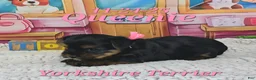Yorkshire Terrier dogs for sale: Queenie - Ad 2