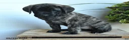 English Mastiff dogs for sale: Cassandra - Ad 4