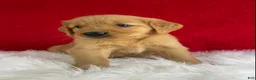 Golden Retriever dogs for sale: Maggie - Ad 6