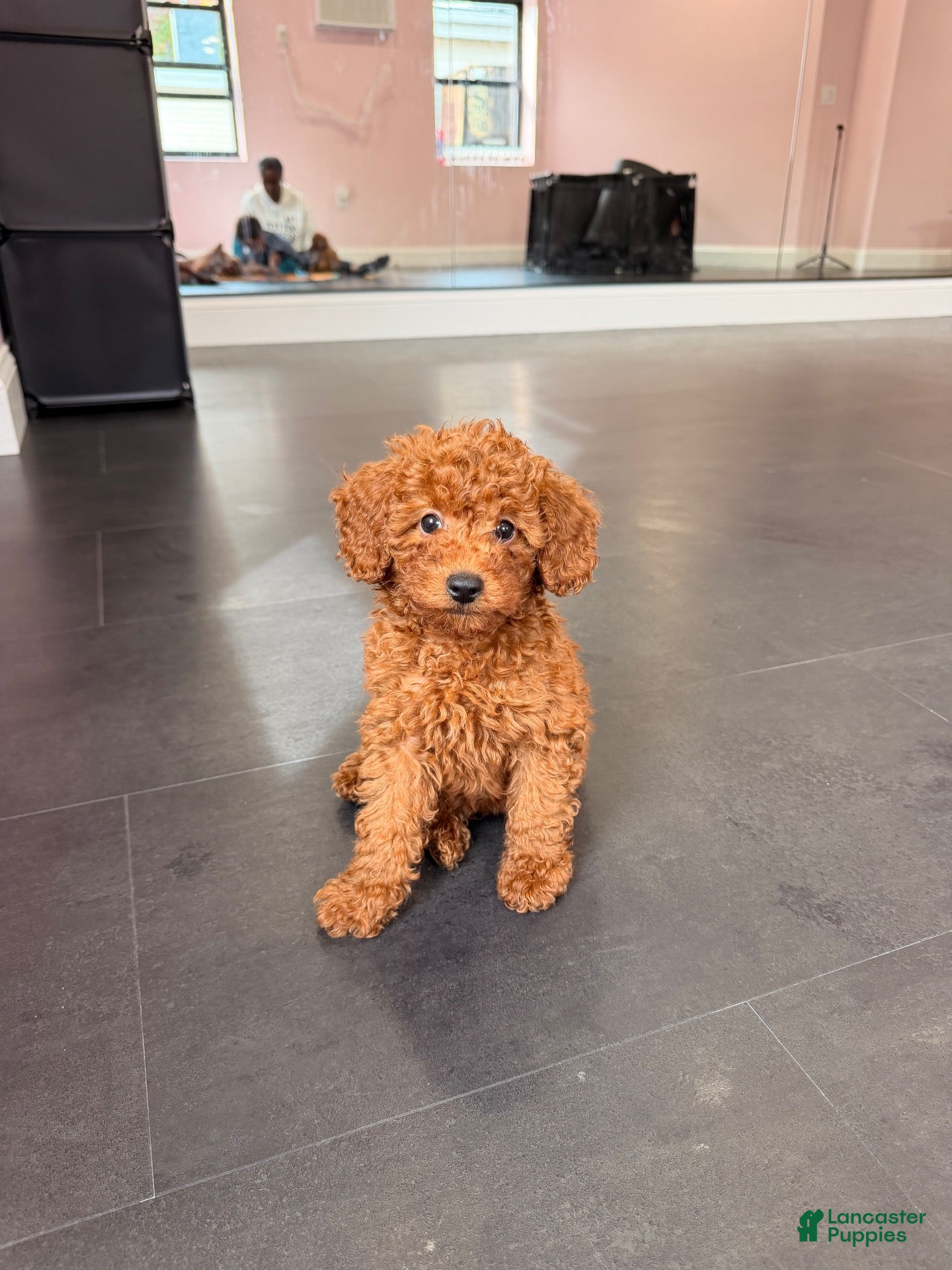 Mixed Breed dogs Chosen  - Ad 2