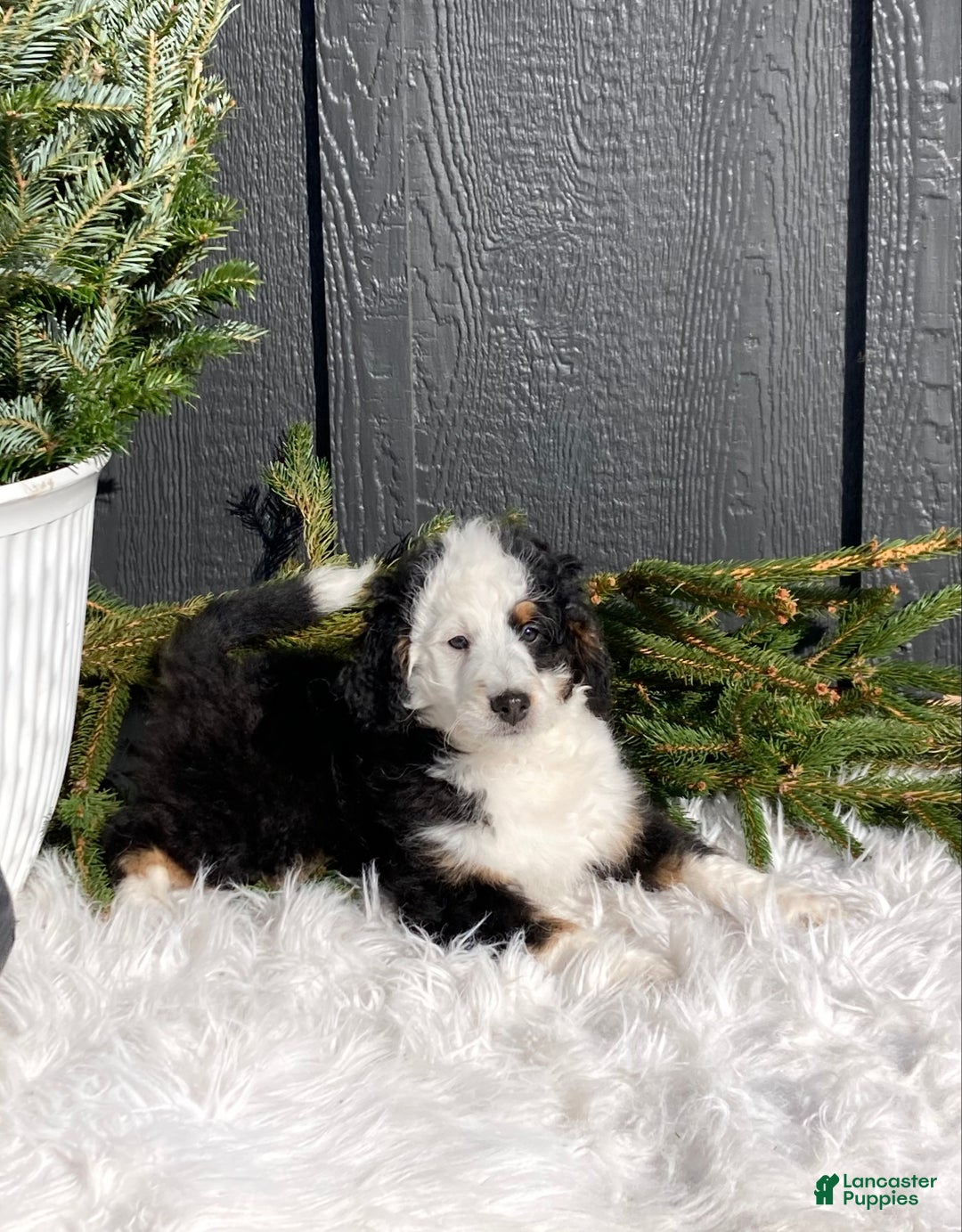 Mini Bernedoodle dogs for sale: Pepper  - Ad 1