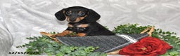 Dachshund dogs for sale: Denver - Ad 5
