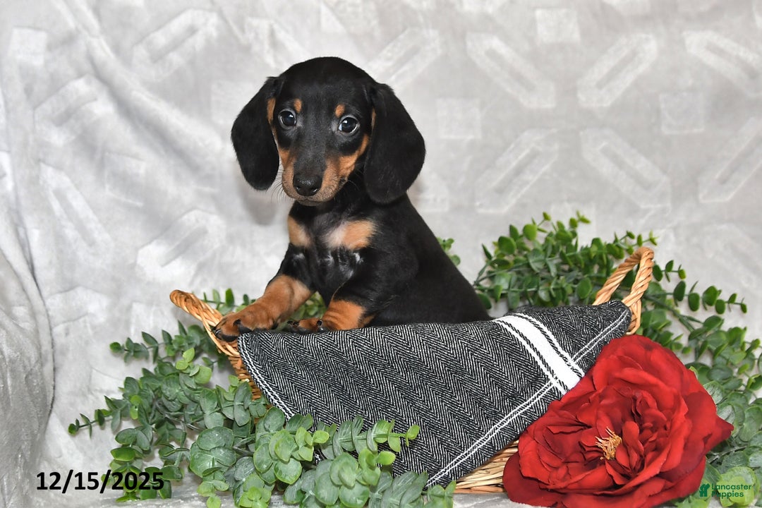 Dachshund dogs for sale: Denver - Ad 5