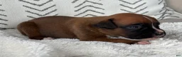 Boxer dogs for sale: Rex - Ad 5