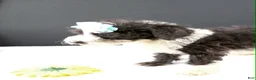 Mini Aussiedoodle dogs for sale: Dora - Ad 2