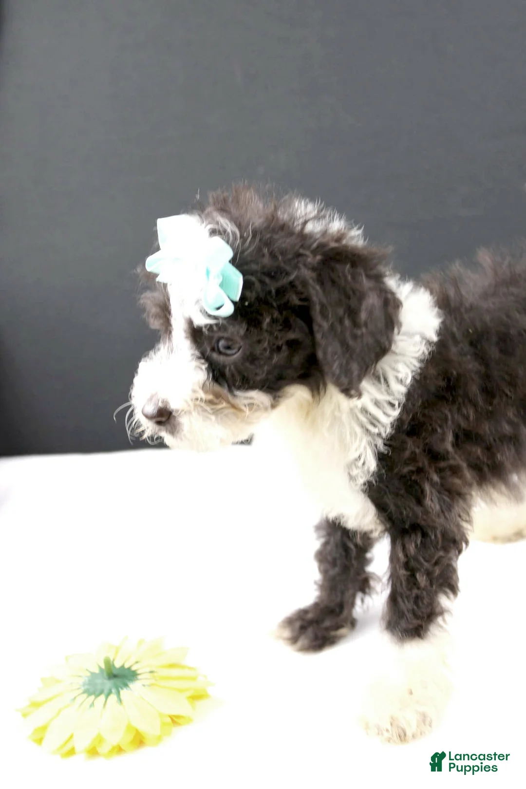 Mini Aussiedoodle dogs for sale: Dora - Ad 2