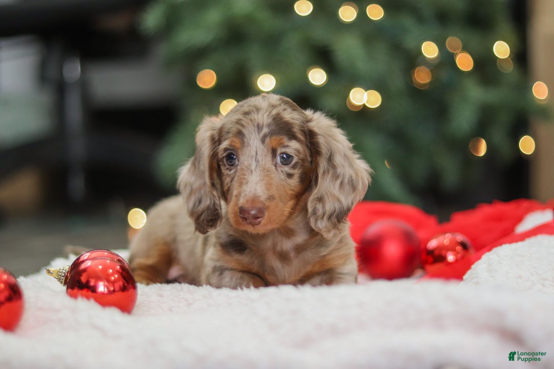 Miniature Dachshund dogs for sale: Buddy - Ad 2