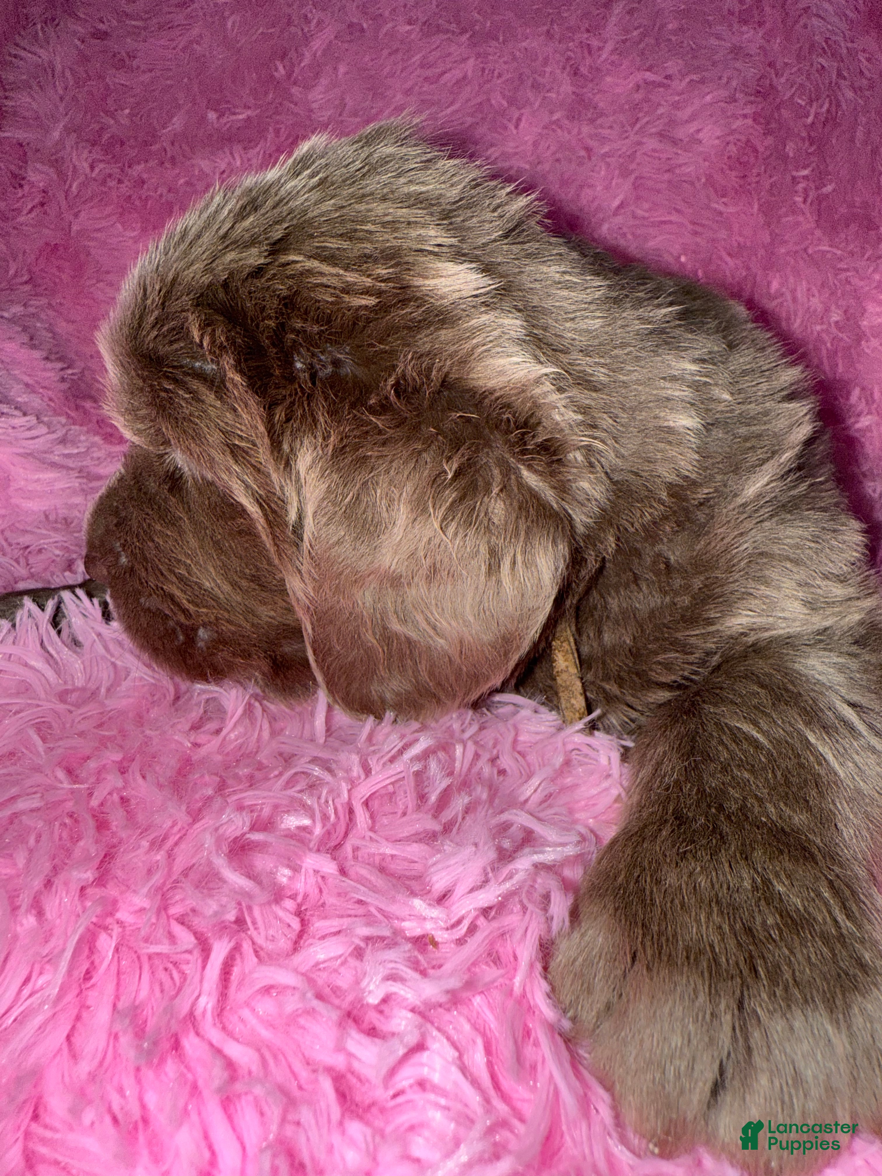 Newfoundland dogs Beige females  - Ad 39