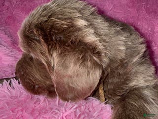 Newfoundland dogs Beige females - Ad 33