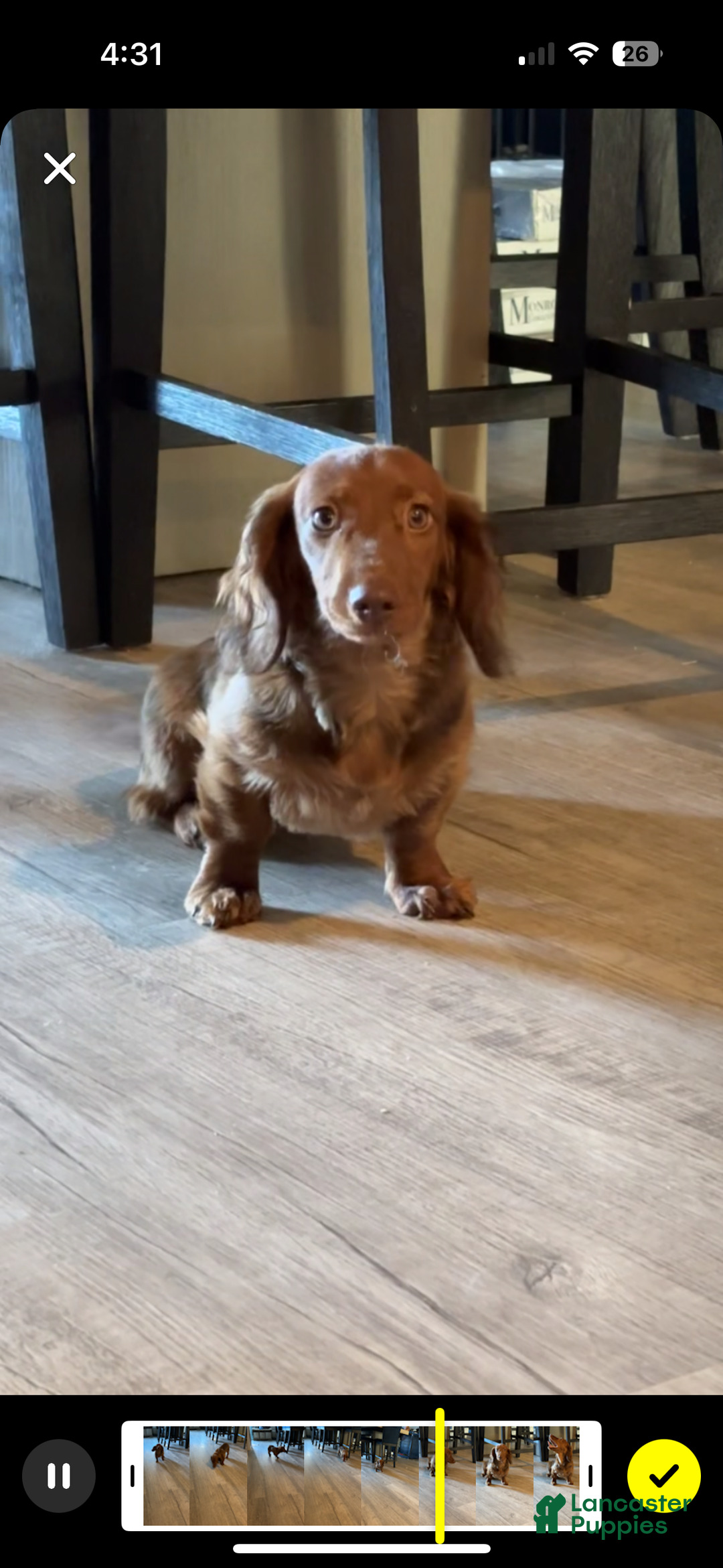 Dachshund dogs for sale: 1year old Dachshund  - Ad 4