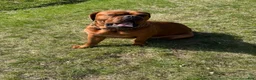 Dogue De Bordeaux dogs for sale: Dogue De Bordeaux Puppy 6 - Ad 9