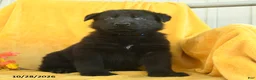 German Shepherd dogs for sale: Amos  - Ad 3