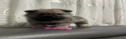 Keeshond dogs for sale: Luna - Ad 5