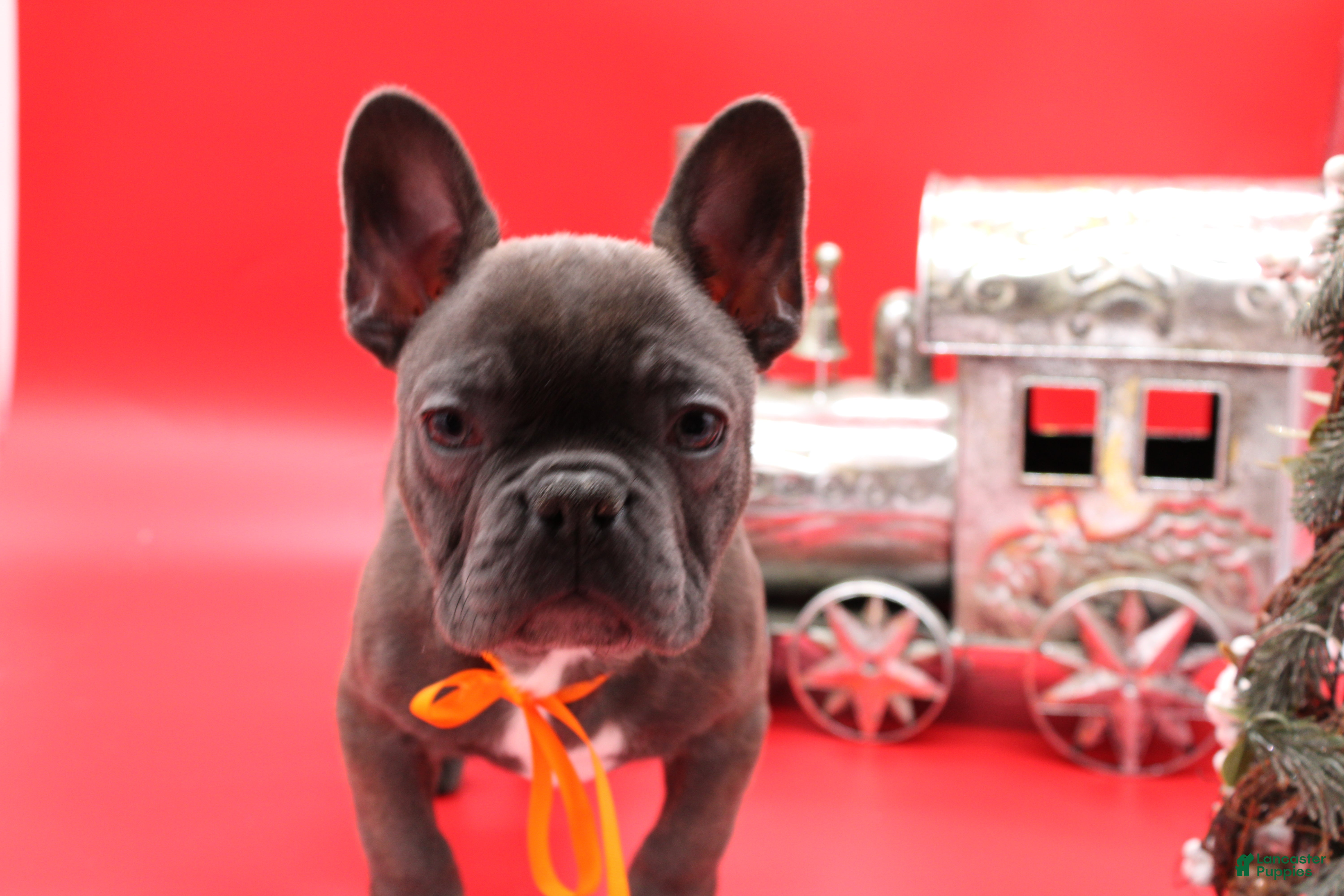 French Bulldog dogs French Bulldog Puppy 2 - Ad 40