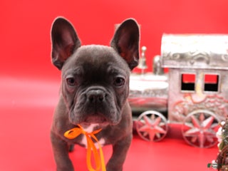 French Bulldog dogs French Bulldog Puppy 2 - Ad 2