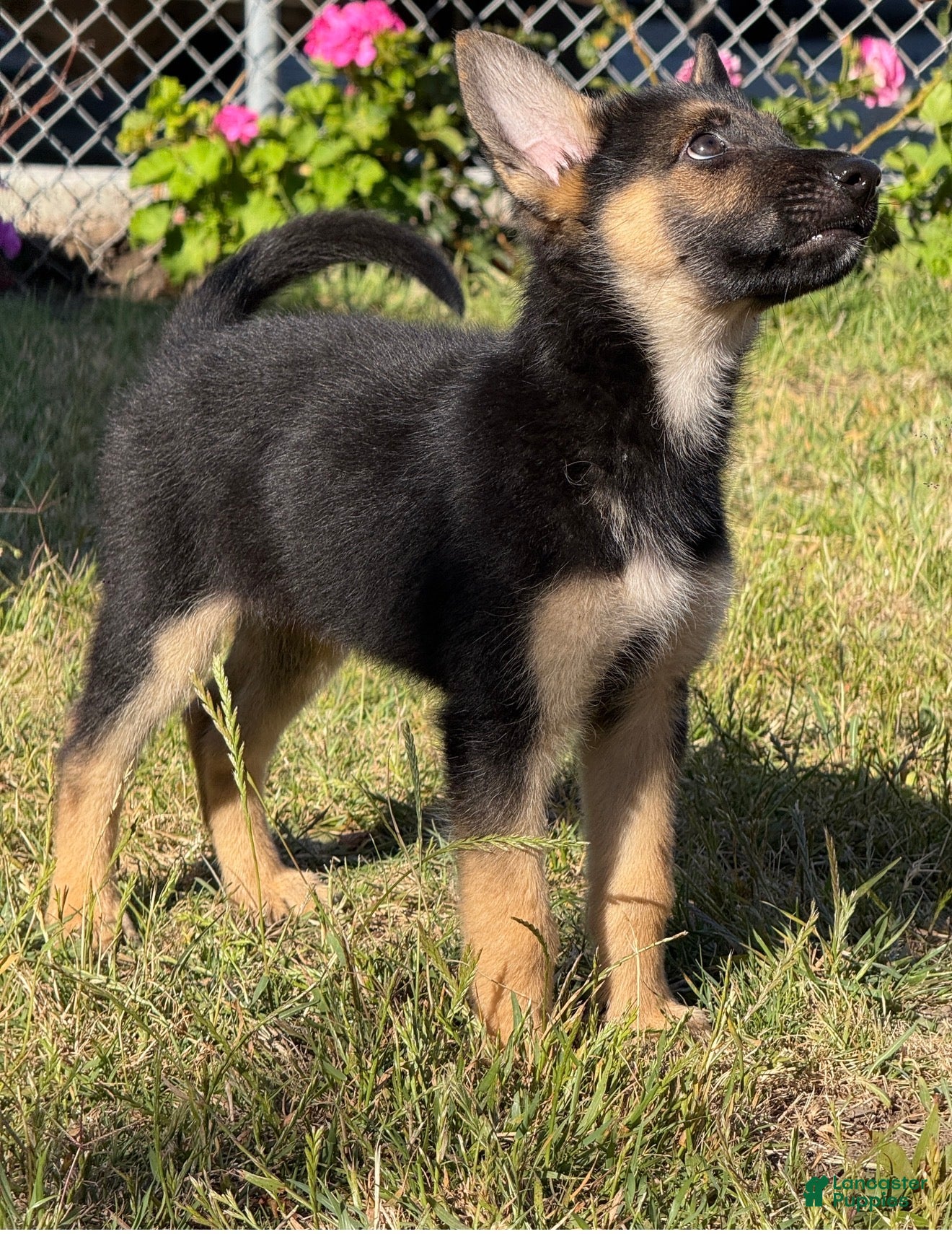 German Shepherd dogs German Shepherd 3 - Ad 4