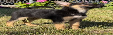 German Shepherd 3