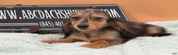Miniature Dachshund dogs for sale: Miniature Dachshund Puppy 2 - Ad 6