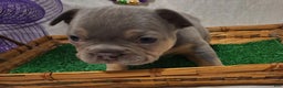 French Bulldog dogs for sale: French Bulldog Puppy 3 - Ad 2