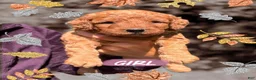 Mini Goldendoodle dogs for sale: parsleys pink collar girl - Ad 3