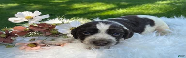 Dixie