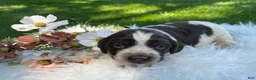 English Springer Spaniel dogs for sale: Dixie - Ad 1