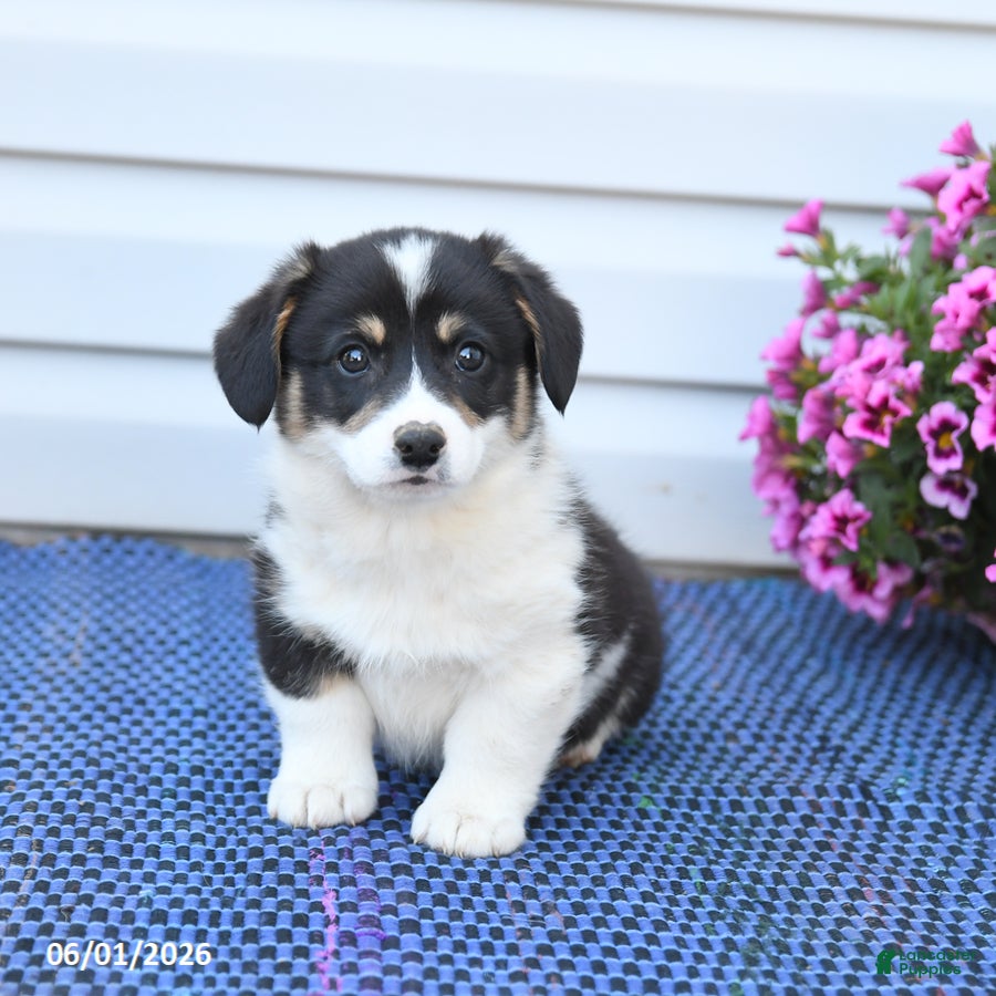 Welsh Corgi Pembroke dogs Crystal - Ad 2