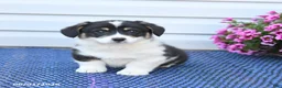 Welsh Corgi Pembroke dogs for sale: Crystal - Ad 2
