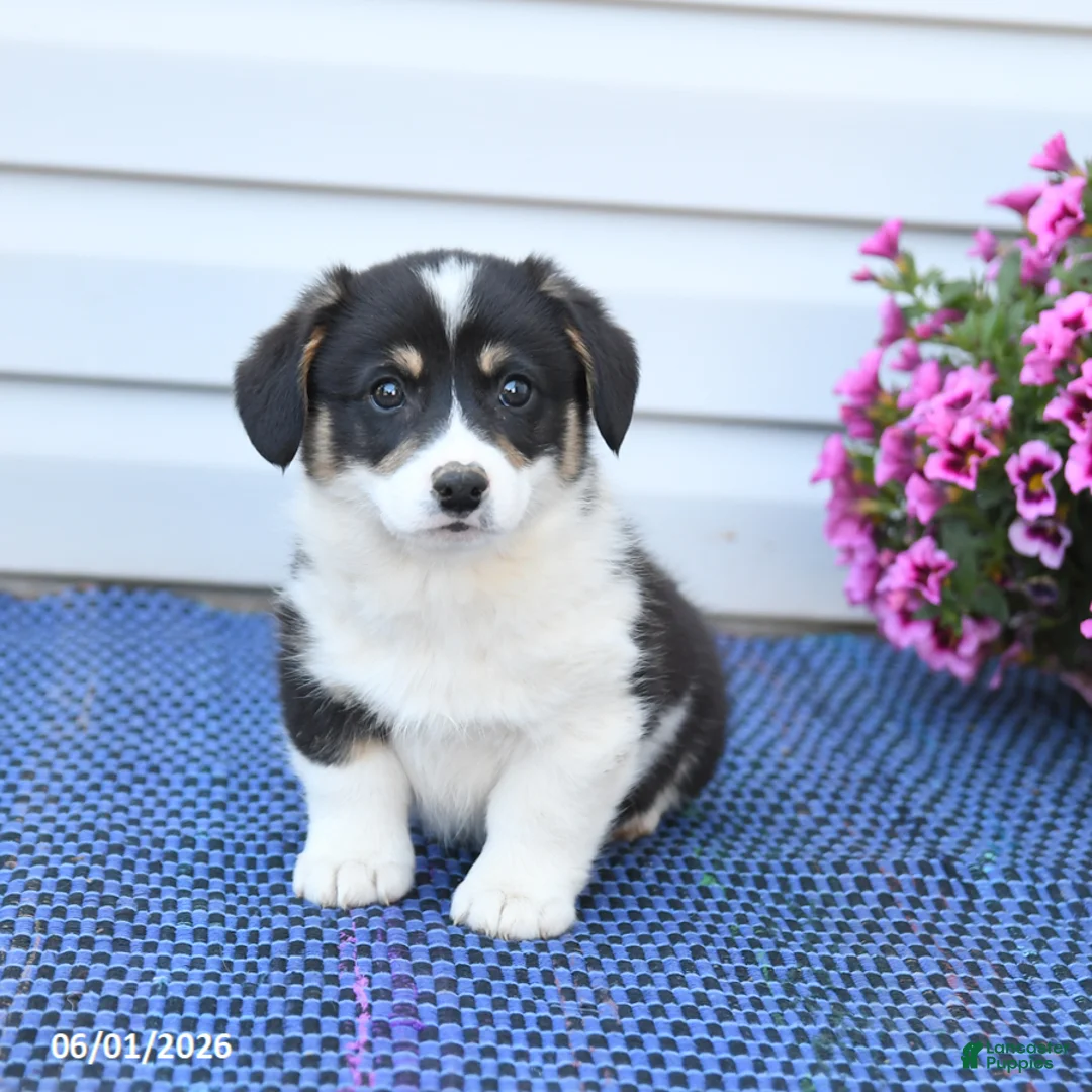 Welsh Corgi Pembroke dogs for sale: Crystal - Ad 2