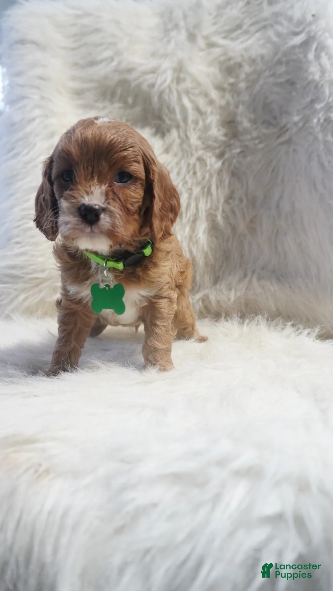 Cavapoo dogs for sale: Snoopy  - Ad 7