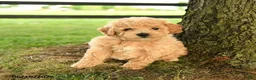 Bichpoo dogs for sale: Donovan - Ad 5