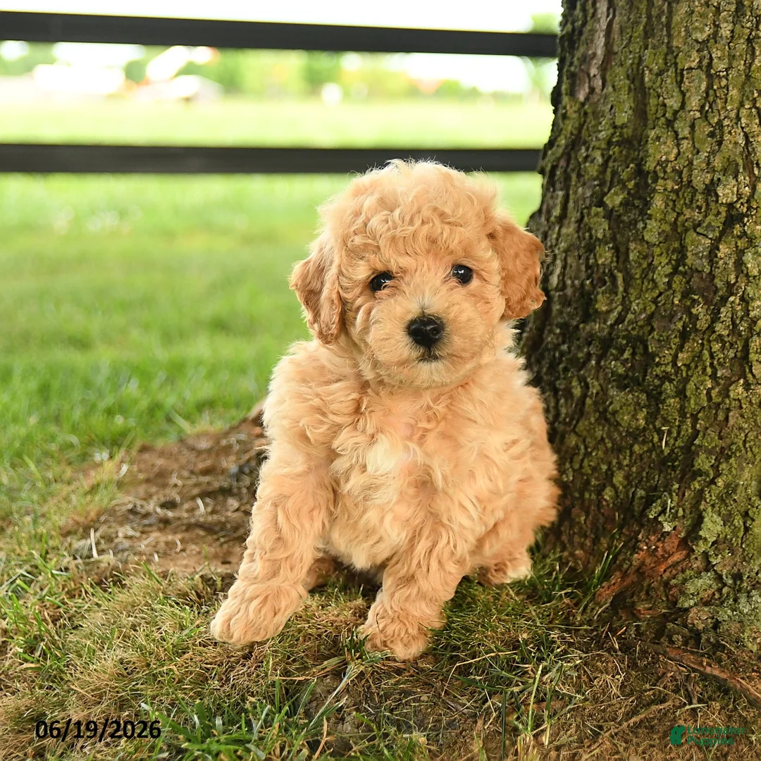 Bichpoo dogs for sale: Donovan - Ad 5