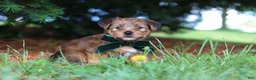Morkie dogs for sale: Archie - Ad 3
