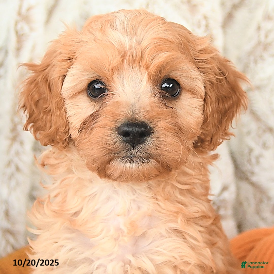 Cavapoo dogs for sale: Dickie - Ad 9