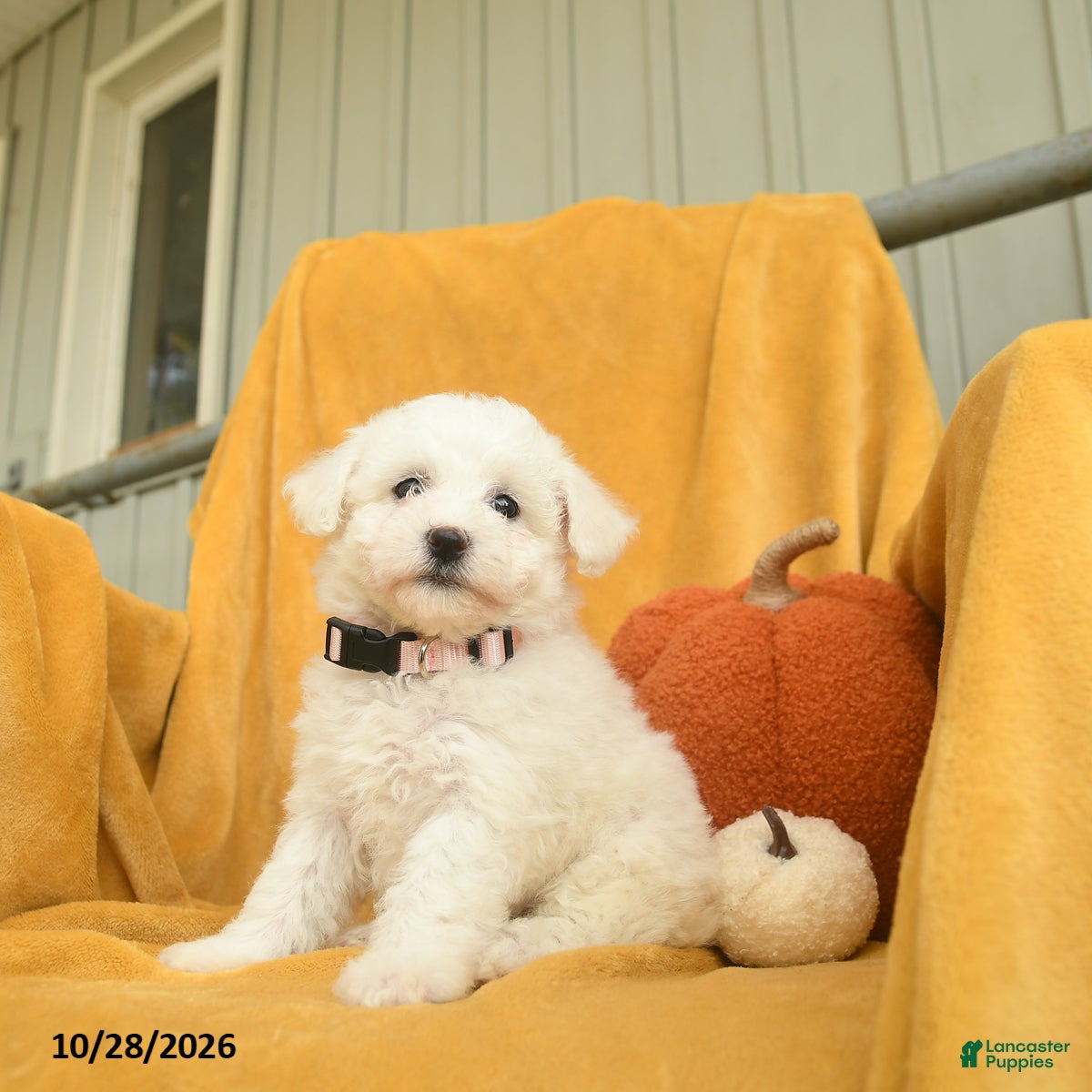 Bichon Frise dogs for sale: Hattie  - Ad 2
