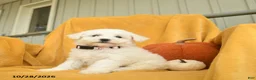 Bichon Frise dogs for sale: Hattie  - Ad 2