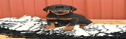Doberman Pinscher dogs for sale: Hannah - Ad 12